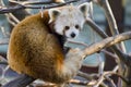 Red Panda Royalty Free Stock Photo