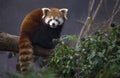 Red panda