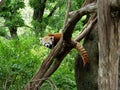 Red Panda Royalty Free Stock Photo