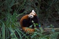 Red panda in action Royalty Free Stock Photo
