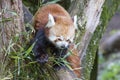 Red Panda Royalty Free Stock Photo