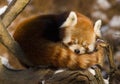 Red panda (Ailurus fulgens) Royalty Free Stock Photo