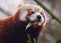 Red Panda Ailurus fulgens