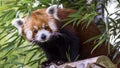 Red Panda, Ailurus fulgens also known as a firefox, lesser panda, or red-cat-bear Royalty Free Stock Photo