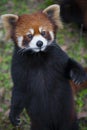 Red panda Ailurus fulgens, also known as Lesser Panda Royalty Free Stock Photo