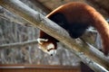 The Red Panda from Brasov Royalty Free Stock Photo