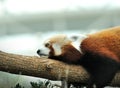 Red Panda (Ailurus fulgens) Royalty Free Stock Photo