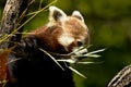 Red Panda - ailurus fulgens eating bamboo sprout Royalty Free Stock Photo