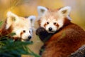 Red panda Ailurus fulgens, firefox or lesser panda, the red bear-cat, and the red cat-bear, portrait in the afternoon light. Royalty Free Stock Photo