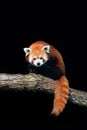 Red panda Ailurus fulgens isolated on black background.