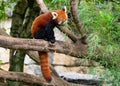 Red panda Ailurus fulgens or lesser panda eating bamboo leaves Royalty Free Stock Photo