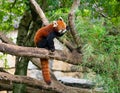 Red panda Ailurus fulgens or lesser panda eating bamboo leaves Royalty Free Stock Photo