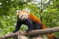 Red panda (Ailurus fulgens) Royalty Free Stock Photo