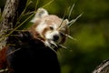 Red Panda - Ailurus fulgens looking at bamboo sprout Royalty Free Stock Photo