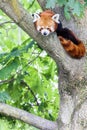 Red panda - Ailurus Fulgens - portrait. Cute animal resting lazy on a tree Royalty Free Stock Photo