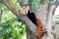 Red panda - Ailurus Fulgens - portrait. Cute animal resting lazy on a tree Royalty Free Stock Photo