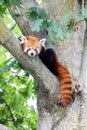 Red panda - Ailurus Fulgens - portrait. Cute animal resting lazy on a tree Royalty Free Stock Photo