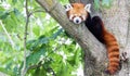 Red panda - Ailurus Fulgens - portrait. Cute animal resting lazy on a tree Royalty Free Stock Photo