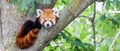 Red panda - Ailurus Fulgens - portrait. Cute animal resting lazy on a tree Royalty Free Stock Photo