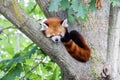 Red panda - Ailurus Fulgens - portrait. Cute animal resting lazy on a tree Royalty Free Stock Photo