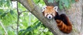 Red panda - Ailurus Fulgens - portrait. Cute animal resting lazy on a tree Royalty Free Stock Photo