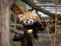 A red panda sitting on a tree and eating fruits Royalty Free Stock Photo