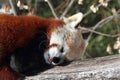 Red Panda (Ailurus fulgens) Royalty Free Stock Photo