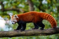 Red panda Ailurus fulgens on the tree. Cute panda bear in forest habitat Royalty Free Stock Photo