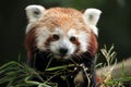 Red panda (Ailurus fulgens). Royalty Free Stock Photo