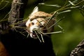 Red Panda - allures fulgent eating bamboo sprout