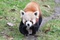 Red panda ambling along a grassy path in a natural outdoor setting.