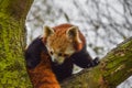 The Red Panda At Artis Zoo Amsterdam The Netherlands