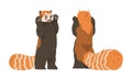 Red Panda as Small Mammal with Dense Reddish-brown Fur and Ringed Tail Standing on Hind Legs Vector Set