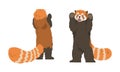 Red Panda as Small Mammal with Dense Reddish-brown Fur and Ringed Tail Standing on Hind Legs Vector Set