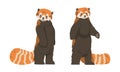 Red Panda as Small Mammal with Dense Reddish-brown Fur and Ringed Tail Standing on Hind Legs Vector Set