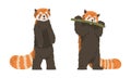 Red Panda as Small Mammal with Dense Reddish-brown Fur and Ringed Tail Standing on Hind Legs Vector Set