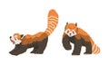 Red Panda as Small Mammal with Dense Reddish-brown Fur and Ringed Tail Stretching and Walking Vector Set