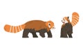 Red Panda as Small Mammal with Dense Reddish-brown Fur and Ringed Tail Walking and Standing Vector Set