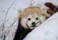 Red panda Royalty Free Stock Photo