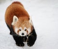 Red panda Royalty Free Stock Photo