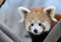 Red panda baby Royalty Free Stock Photo