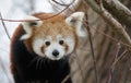 Red panda baby Royalty Free Stock Photo