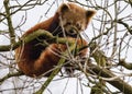 Red Panda balanced up in the branches of a high tree Royalty Free Stock Photo