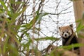 Red Panda bamboo