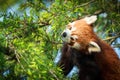 Red panda bear climbing tree. close-up of a rare red panda Royalty Free Stock Photo