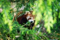 Red panda bear climbing tree. close-up of a rare red panda Royalty Free Stock Photo