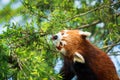 Red panda bear climbing tree. close-up of a rare red panda Royalty Free Stock Photo