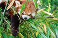 Red panda bear climbing tree. close-up of a rare red panda Royalty Free Stock Photo