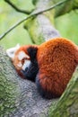 Red panda bear climbing tree. close-up of a rare red panda Royalty Free Stock Photo