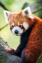 Red panda bear climbing tree. close-up of a rare red panda Royalty Free Stock Photo